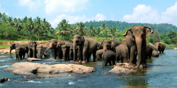Elephant Orphanage & Temples