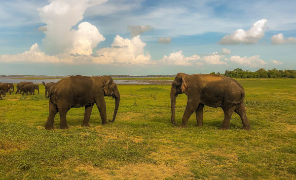 Wildlife and Adventure Tour